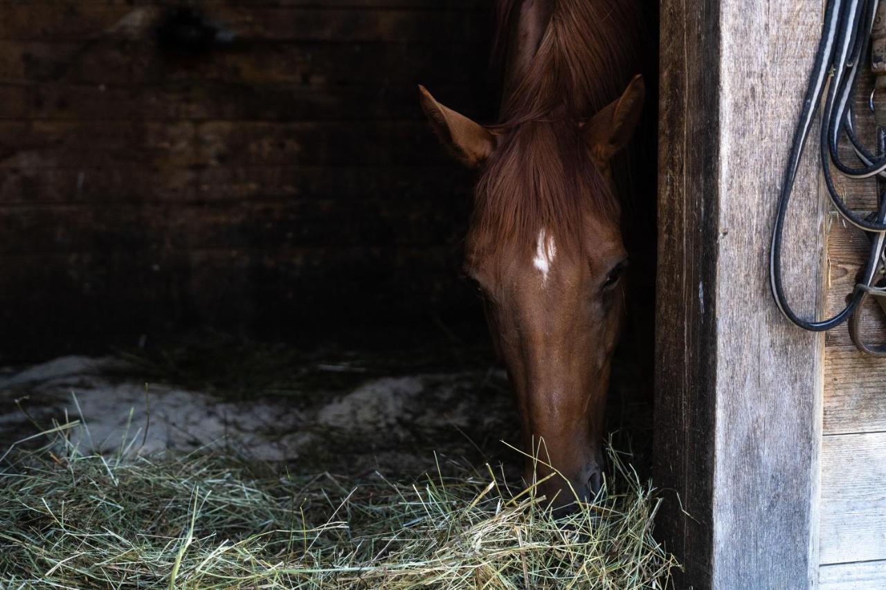 Horse Farm Holiday Pr' Kolenc Zgornje Gorje Luaran gambar