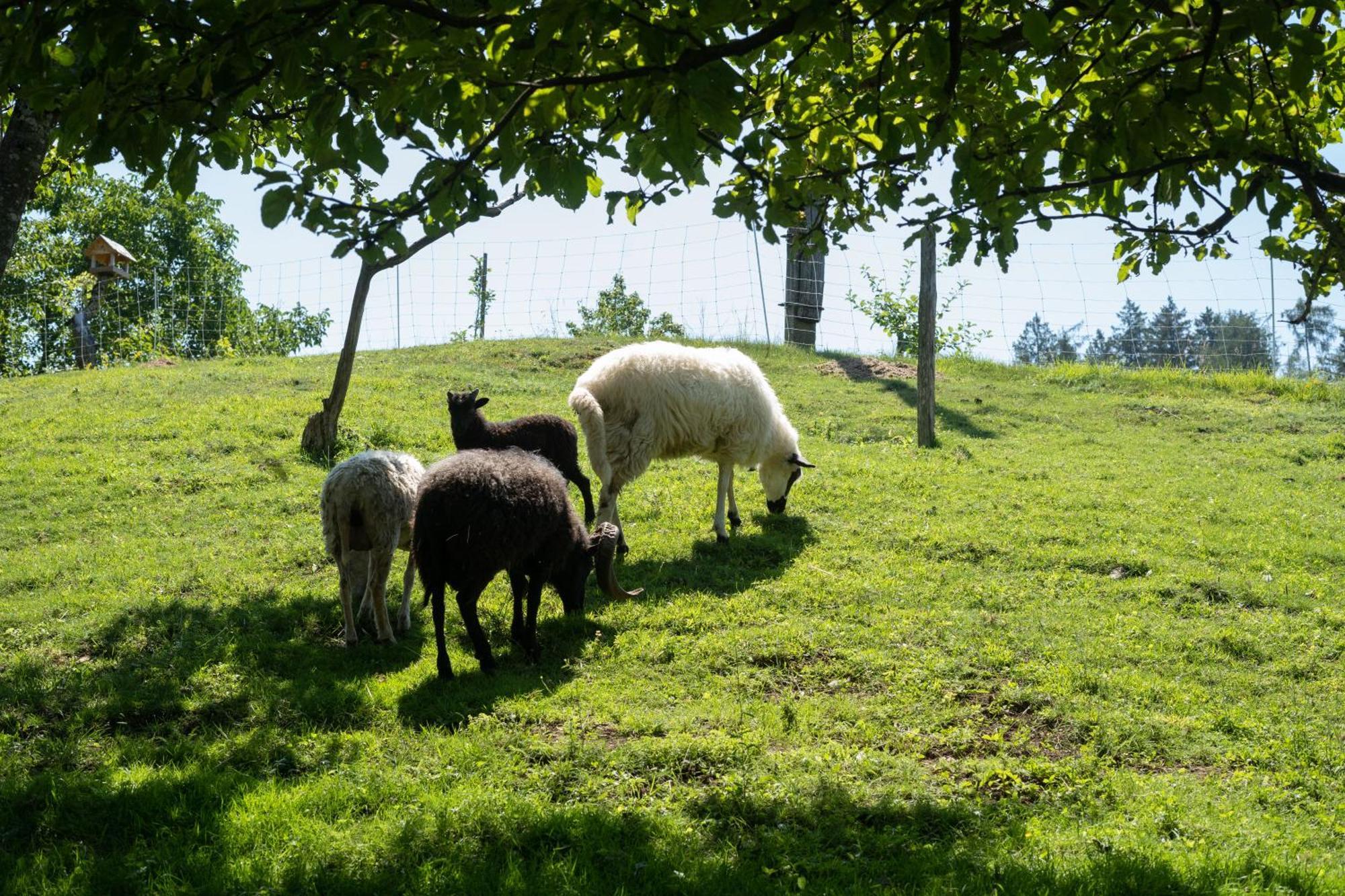 Horse Farm Holiday Pr' Kolenc Zgornje Gorje Luaran gambar
